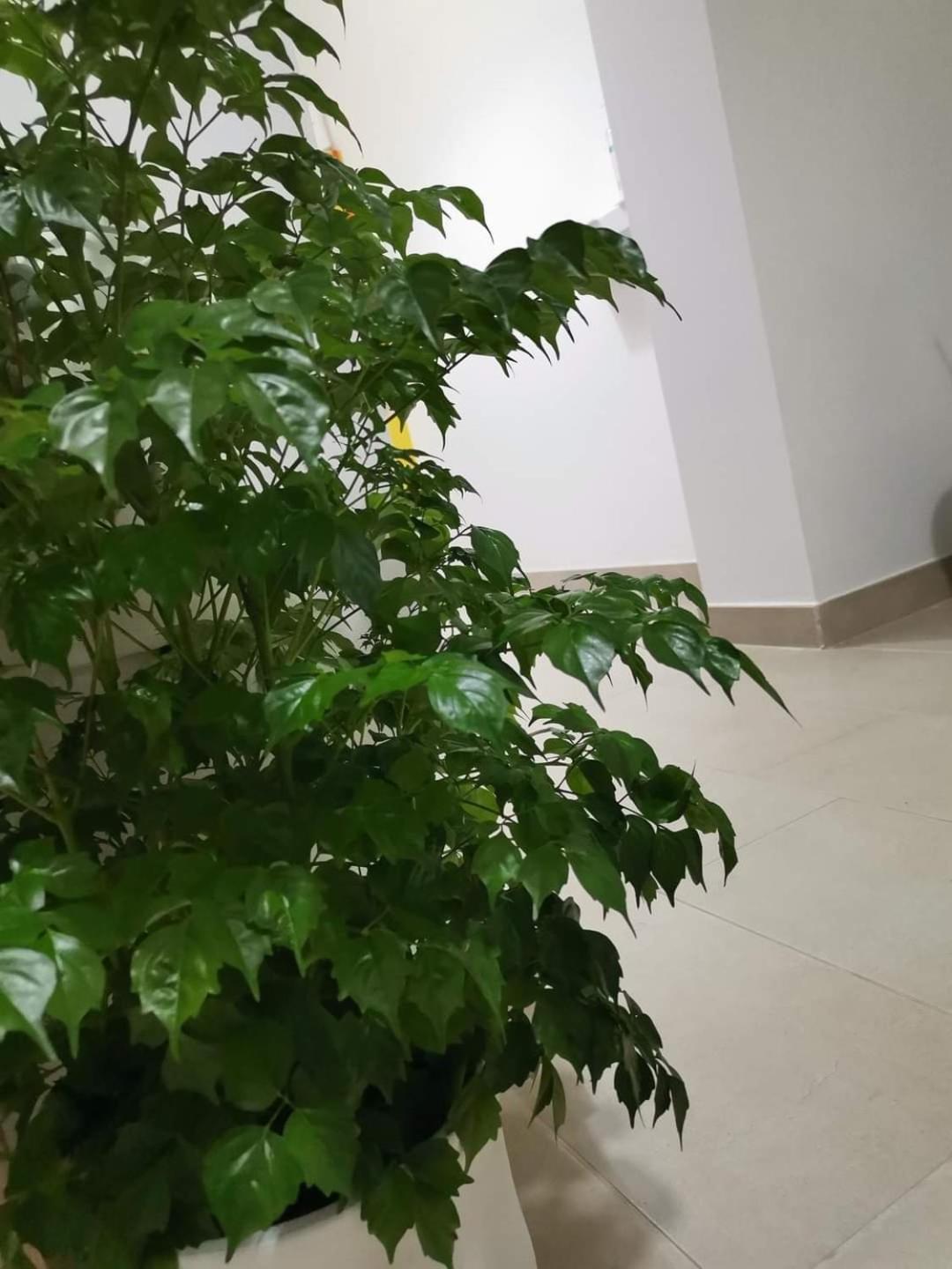 Montesarchiorooms المظهر الخارجي الصورة
